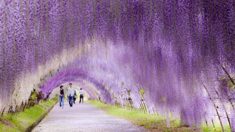 terowongan-wisteria (1)