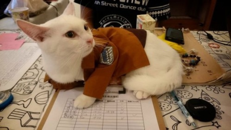 Attack on Titan Kucing Xueyu Taiwan