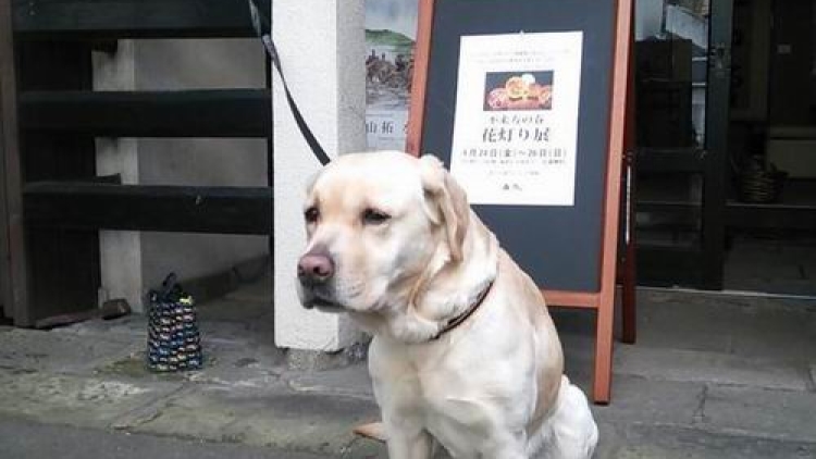 Mengharukan, foto-foto anjing yang menunggu pemiliknya ini akan membuat kita terbawa perasaan (9)