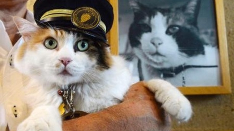 Nitama, kucing yang terpilih sebagai kepala stasiun yang baru di Jepang Nitama, kucing yang terpilih sebagai kepala stasiun yang baru di Jepang