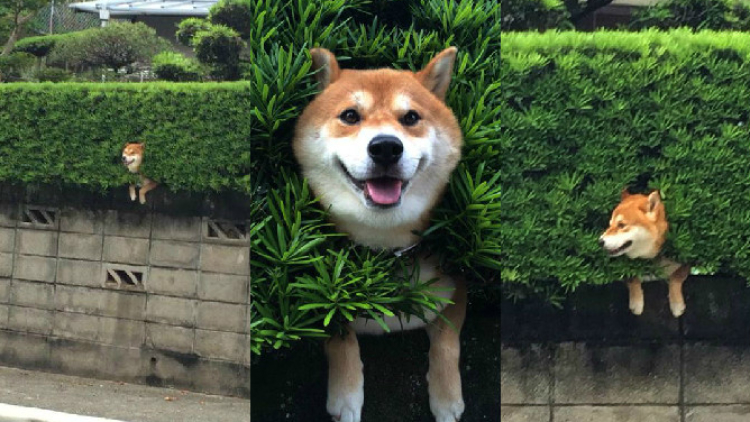 Pengguna Twitter Jepang kagum terhadap Shiba Inu ini yang terperangkap dalam semak-semak tapi masih bisa tersenyum (2) Pengguna Twitter Jepang kagum terhadap Shiba Inu ini yang terperangkap dalam semak-semak tapi masih bisa tersenyum (2)