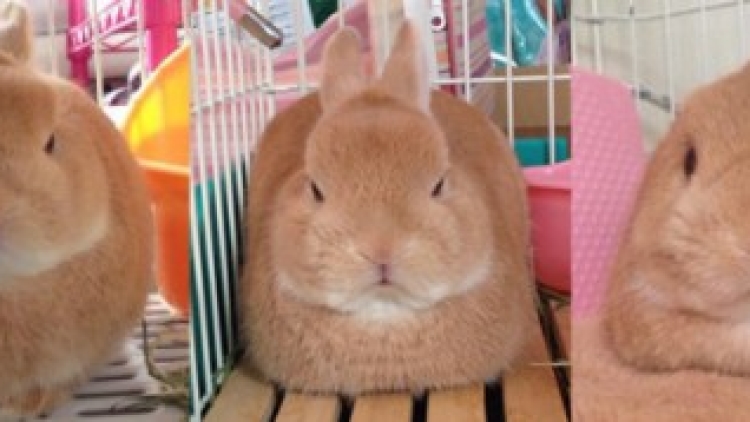 Puni Kelinci feature