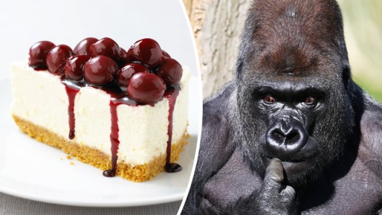 Wah, mahasiswa Jepang ciptakan cheesecake yang terbuat dari kotoran gorila! Berani coba