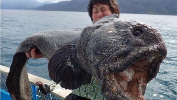 Bering Wollffish Ikan