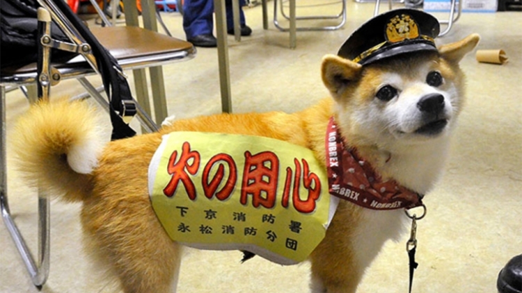 Inilah Koko, anjing petugas pemadam kebakaran dari Kyoto