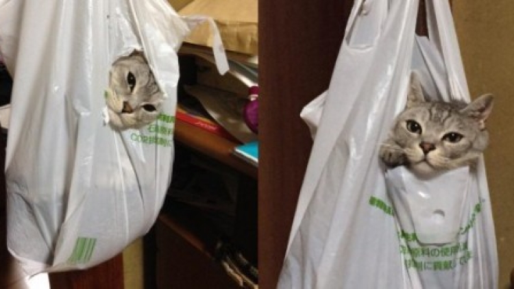 Kucing Kantung Plastik