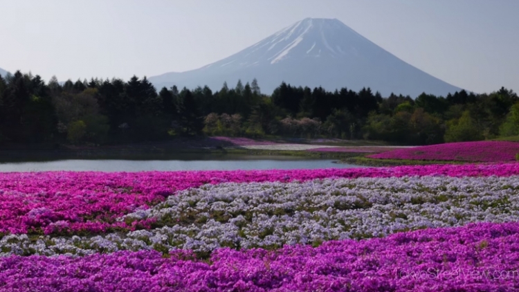Kunjungi dan saksikan keindahan Yamanashi Fuji Shibazakura Festival! Kunjungi dan saksikan keindahan Yamanashi Fuji Shibazakura Festival!