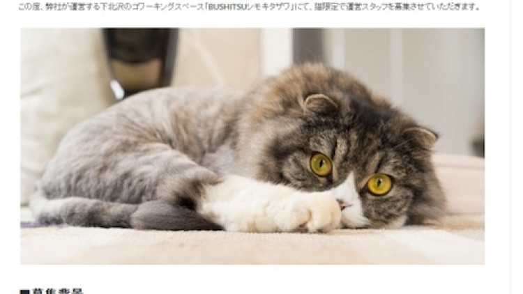 Manajer Kucing copy Manajer Kucing copy