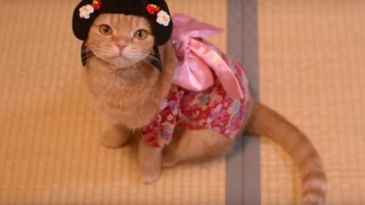 10 Cats Kucing Kimono