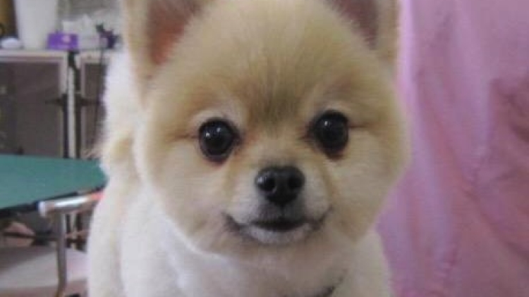 Anjing Pomeranian - adapt4U copy