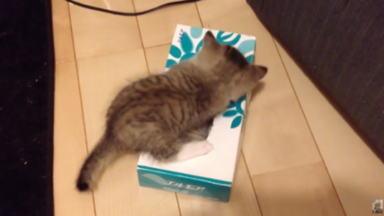 Kucing Boks Tisu Kucing Boks Tisu