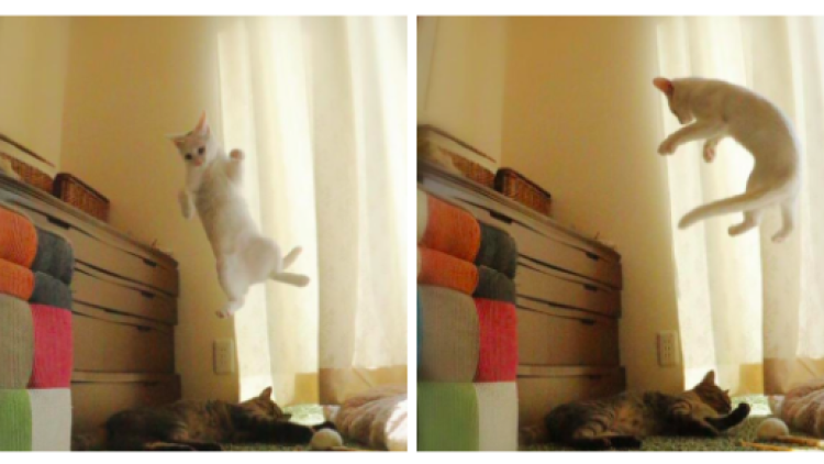 Miruko Kucing Melompat