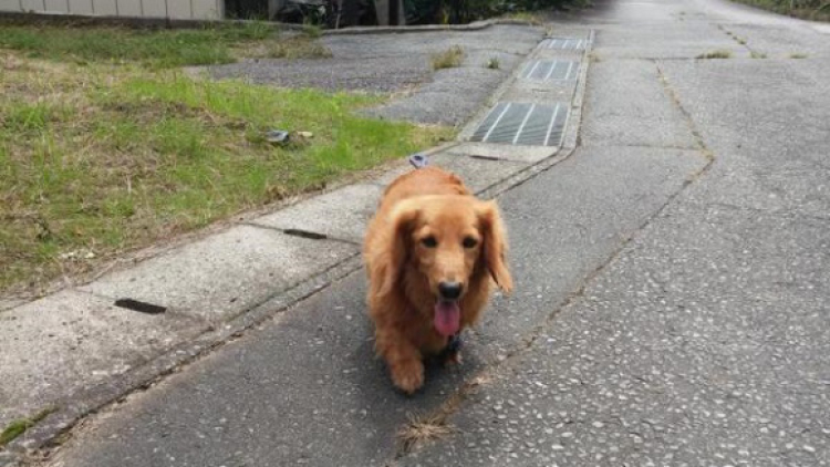 Reaksi Anjing Pemilik Pingsan