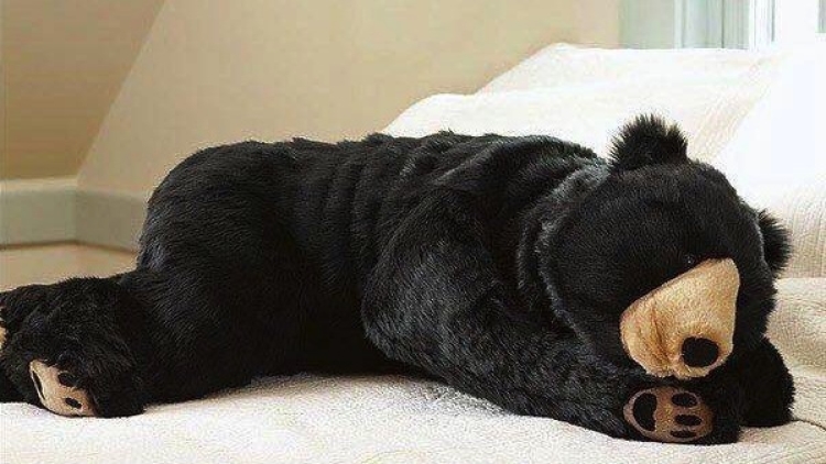 Beruang Kantung Tidur Kreasi Seniman Jepang - kuroneko Beruang Kantung Tidur Kreasi Seniman Jepang - kuroneko