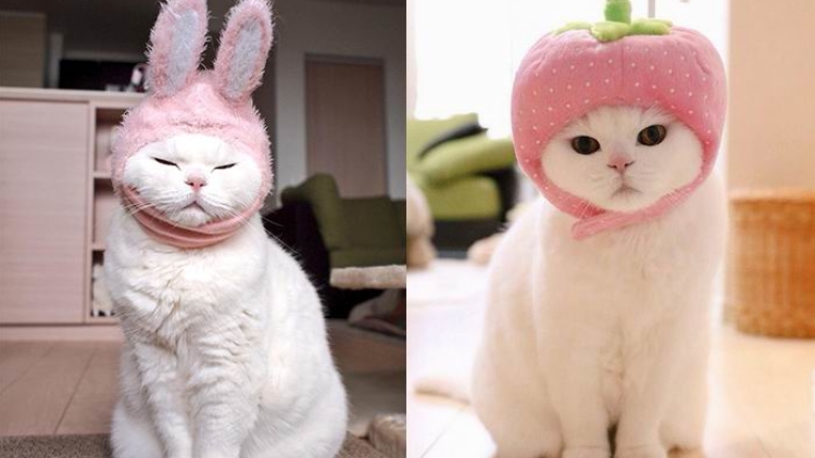 Biar disebut pemalas, tapi kucing Jepang ini punya banyak fans di internet (1) Biar disebut pemalas, tapi kucing Jepang ini punya banyak fans di internet (1)