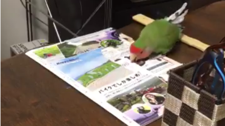 Burung Nuri Burung Nuri