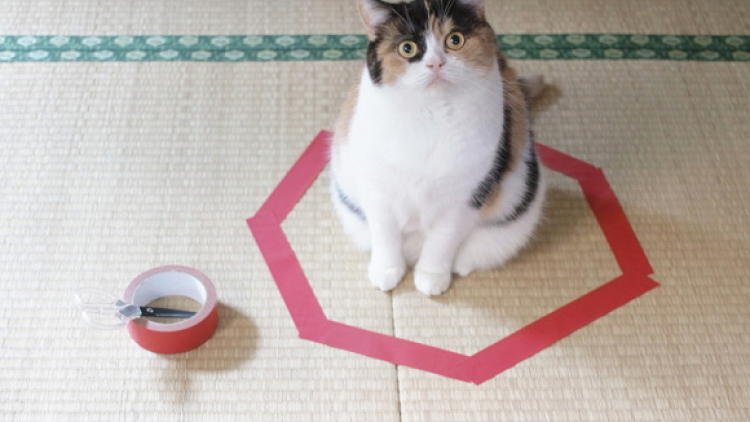 Eksperimen Kucing Obsesi Lingkaran Eksperimen Kucing Obsesi Lingkaran