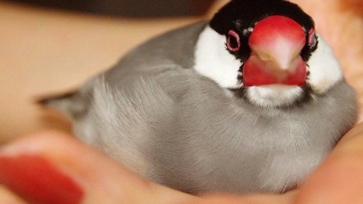 Gelatik Jawa Buncho no Hi - nobunolife copy