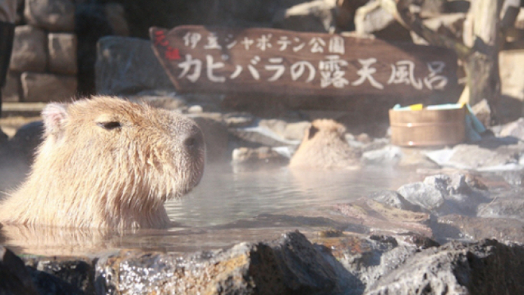 Kapibara Onsen Kapibara Onsen