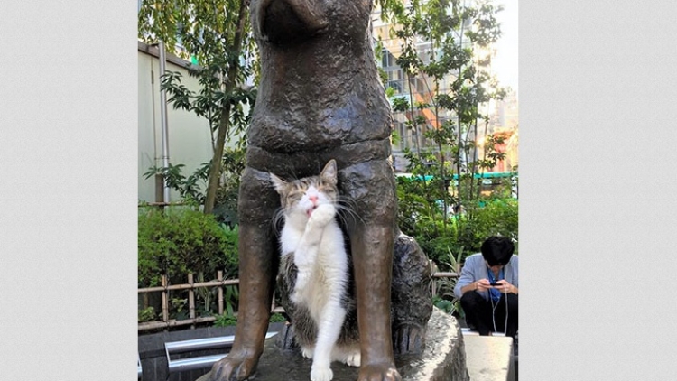 Kucing Hachiko Kucing Hachiko