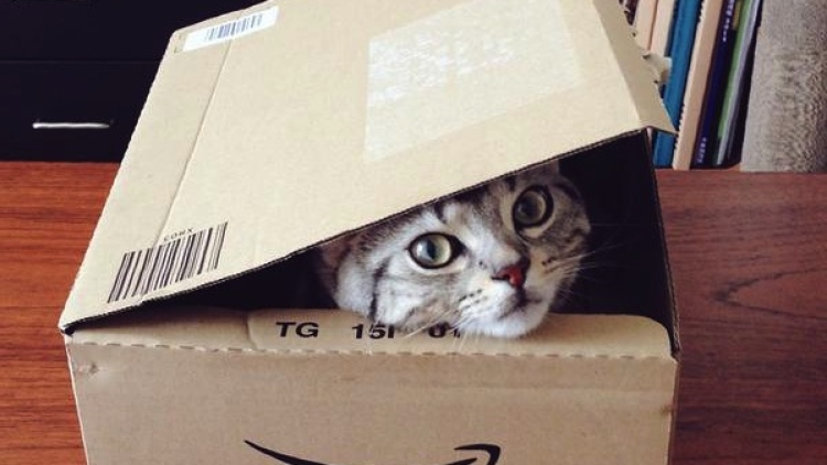 Kucing Masuk - gentlerain0 copy