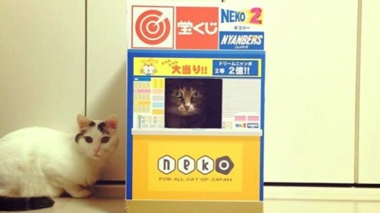 Kucing Merampok Tiket Lotere copy