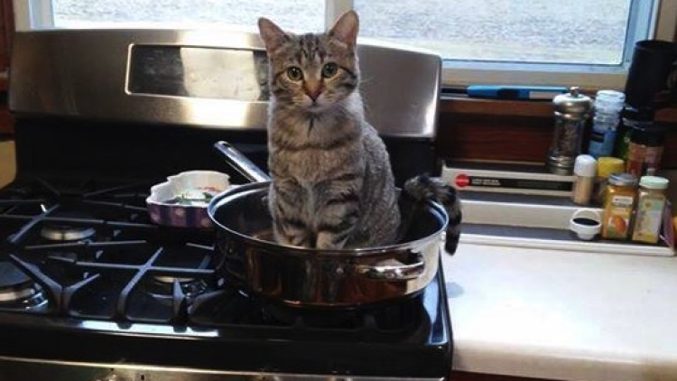 Kucing Pemberani Menawarkan Dirinya Jadi Makan Malam copy