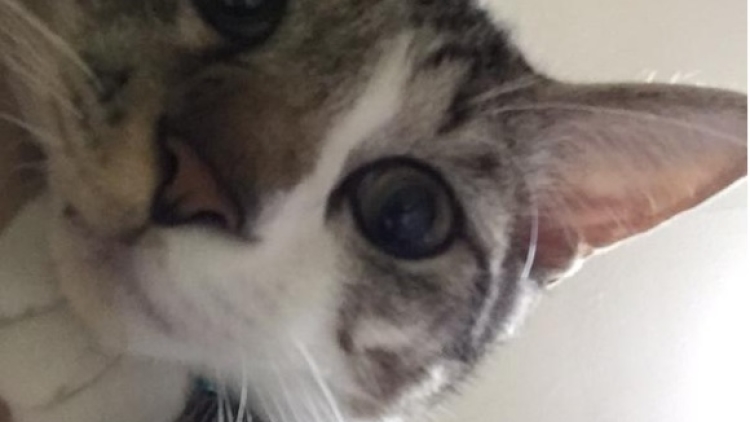 Kucing Selfie 1 Kucing Selfie 1