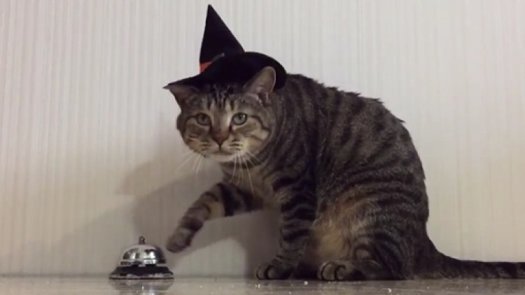 Kucing Trick or Treat Halloween Bel Kucing Trick or Treat Halloween Bel