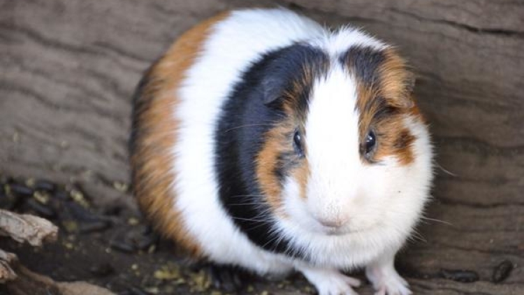 Marmut Antri Ueno - logic_ecops