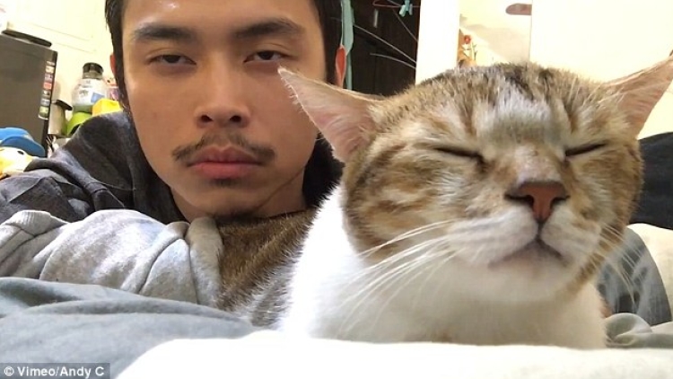 Suka R&B? Kucing Ini Kompak Menikmati Beat Lagu 'Hotline Bling' dengan