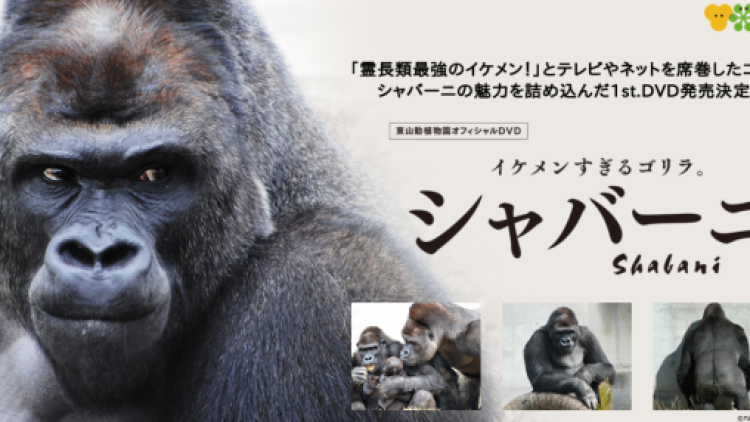 Shabani Gorila Tampan Merilis DVD