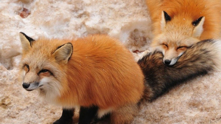 3 Tempat Tujuan Wisata Bertema Hewan yang Unik di Jepang