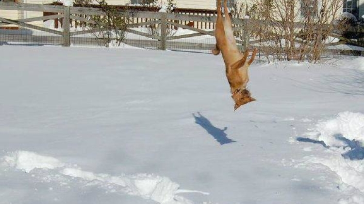 Dari Anjing, Kucing, Panda, Sampai Ferret, Hewan-Hewan Ini Sangat Senang Bermain Salju! - World_TrainView