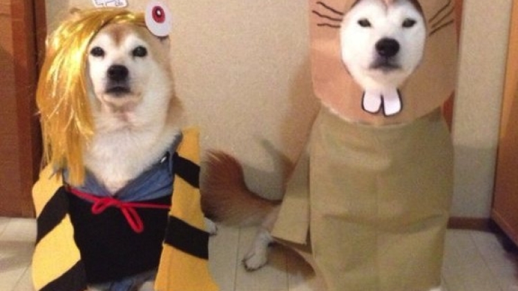Duo Shiba Inu Cosplay Kitaro Youkai copy Duo Shiba Inu Cosplay Kitaro Youkai copy