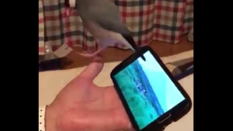 Gelatik Jawa Menyanyi Menari Band Rock Sakanaction