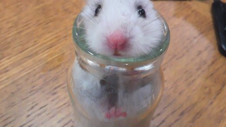 Hamster Bersembunyi Botol Kaca Gempa Bumi Jepang Hamster Bersembunyi Botol Kaca Gempa Bumi Jepang