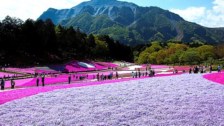Inilah 6 Taman Bunga Paling Indah Yang Ada Di Saitama Jepang