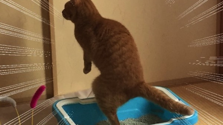 Kucing-Kucing Aneh BAB Berdiri