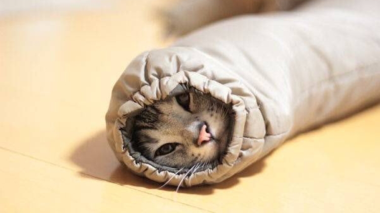 Kucing Lengan Baju Musim Dingin - SanrioSax Kucing Lengan Baju Musim Dingin - SanrioSax