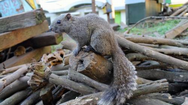 Machida Squirrel Garden, kebun binatang di Tokyo yang berisi ratusan tupai (1)