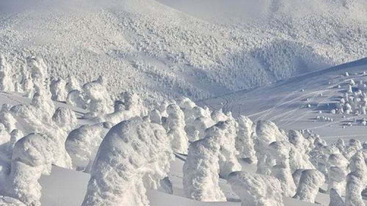 Monster-monster salju di utara Jepang ini tertangkap kamera fotografer Sho Shibata (1)