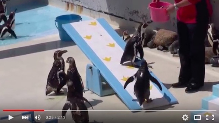 Penguin Otaru Aquarium 1