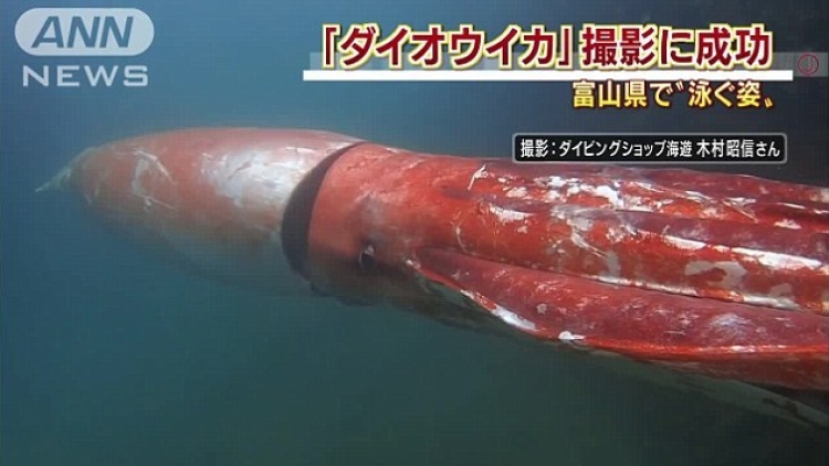 Wow! Cumi-cumi raksasa sepanjang 3,7 meter ditemukan di Jepang! (2) Wow! Cumi-cumi raksasa sepanjang 3,7 meter ditemukan di Jepang! (2)