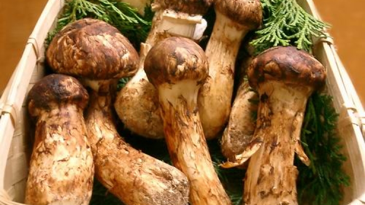 Yuk, Kenalan dengan Jamur Termahal di Jepang!