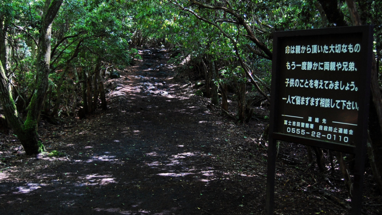 Aokigahara-pathway Aokigahara-pathway