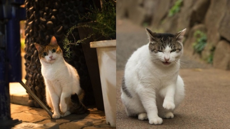 Busanyan Kumpulan Foto Kucing-Kucing Liar di Jepang Tangkapan Fotografer Masayuki Oki featured