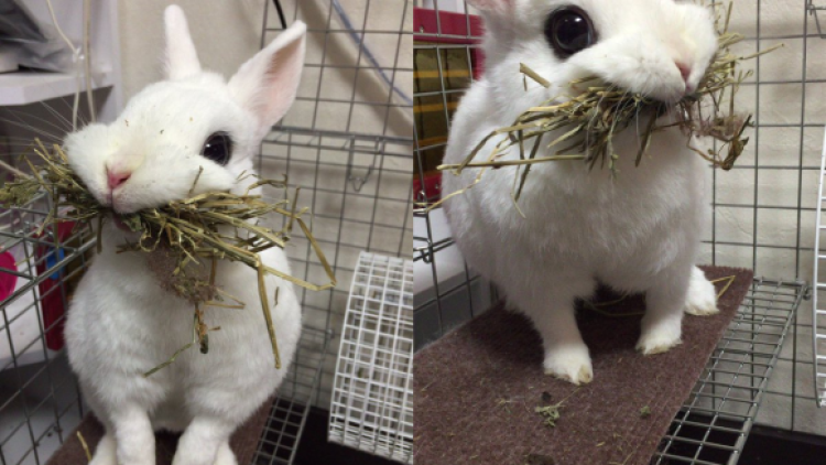 Chou-kawaii! Kelinci mengunyah jerami ini meluluhkan hati para pengguna Twitter di Jepang! (1)