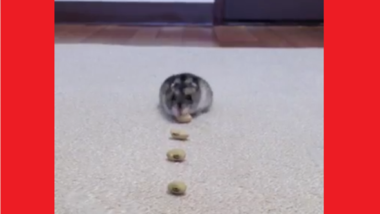 'Kontes' Hewan Peliharaan Terimut di Twitter Dimenangkan Seekor Hamster