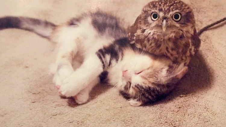 Persahabatan Marimo Kucing Fuku Burung Hantu